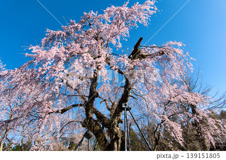 貞麟寺の満開の枝垂れ桜（麻蒔糸桜・おまきいとざくら）　長野県白馬村 139151805
