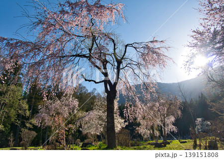 貞麟寺の満開の枝垂れ桜 長野県白馬村 貞麟寺の満開の枝垂れ桜 長野県白馬村 139151808