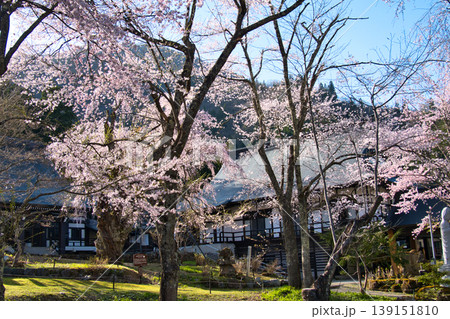 貞麟寺の満開の枝垂れ桜　長野県白馬村 139151810