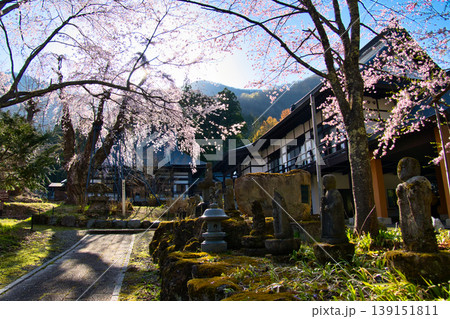 貞麟寺の満開の枝垂れ桜(麻蒔糸桜・おまきいとざくら) 長野県白馬村 貞麟寺の満開の枝垂れ桜(麻蒔糸桜・おまきいとざくら) 長野県白馬村 139151811
