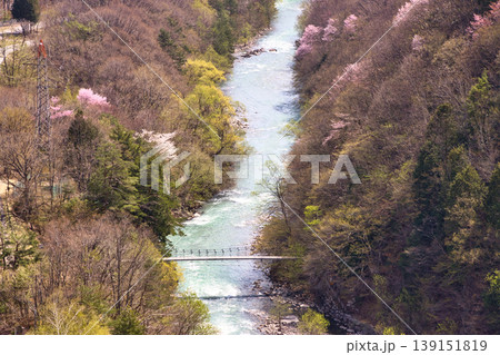 大町ダムから見る小太郎つり橋と満開の桜 長野県大町市 大町ダムから見る小太郎つり橋と満開の桜 長野県大町市 139151819