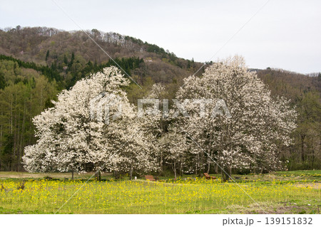 満開の四十九院のコブシと菜の花 長野県白馬村 満開の四十九院のコブシと菜の花 長野県白馬村 139151832