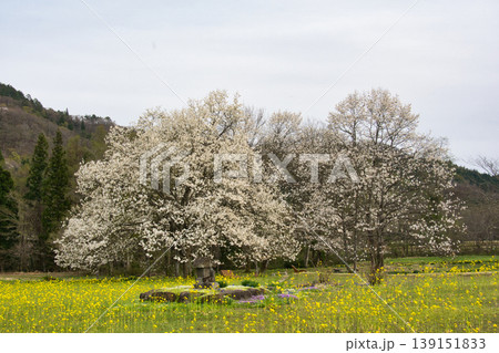 満開の四十九院のコブシと菜の花　長野県白馬村　 139151833