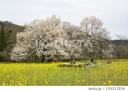 満開の四十九院のコブシと菜の花 長野県白馬村 満開の四十九院のコブシと菜の花 長野県白馬村 139151834