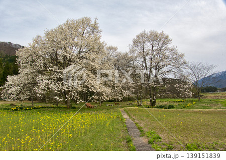 満開の四十九院のコブシと菜の花 長野県白馬村 満開の四十九院のコブシと菜の花 長野県白馬村 139151839