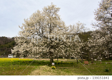 満開の四十九院のコブシと菜の花 長野県白馬村 満開の四十九院のコブシと菜の花 長野県白馬村 139151841