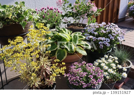 玄関前の花の寄せ鉢 玄関前の花の寄せ鉢 139151927