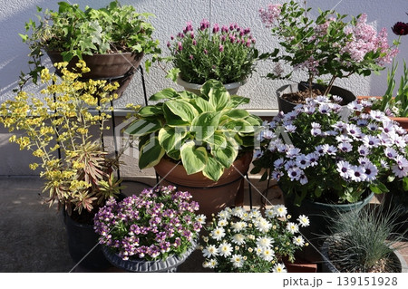 春の花の寄せ鉢 春の花の寄せ鉢 139151928