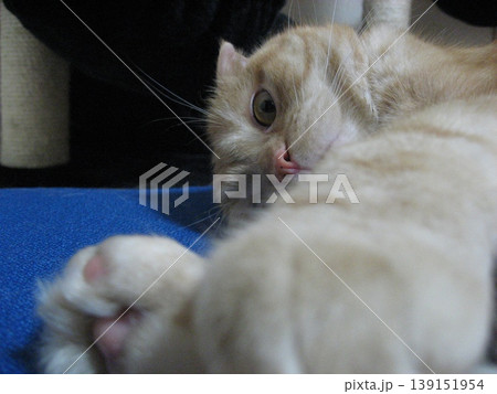 ごろ寝する茶トラ猫 ごろ寝する茶トラ猫 139151954
