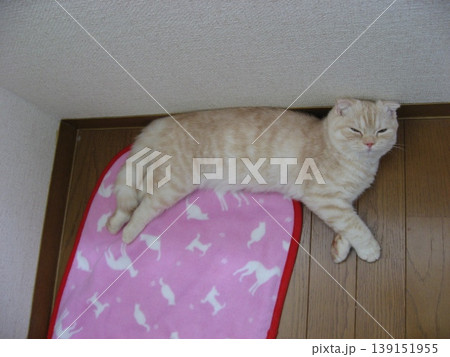 マットに寝転ぶ子猫 マットに寝転ぶ子猫 139151955