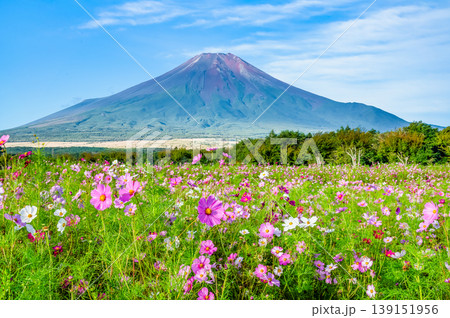 富士山とコスモス　～山中湖花の都公園～ 139151956