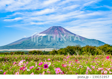 富士山とコスモス ~山中湖花の都公園~ 富士山とコスモス ~山中湖花の都公園~ 139151957
