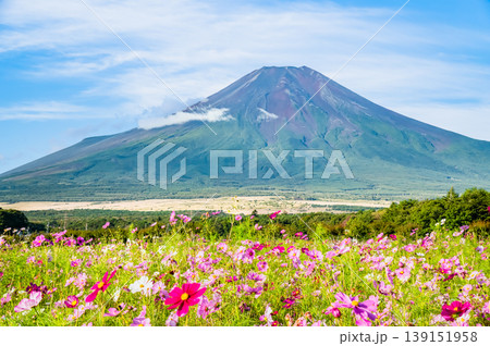 富士山とコスモス　～山中湖花の都公園～ 139151958