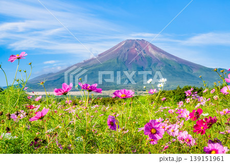 富士山とコスモス ~山中湖花の都公園~ 富士山とコスモス ~山中湖花の都公園~ 139151961