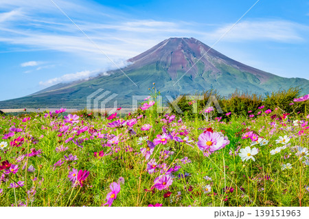 富士山とコスモス ~山中湖花の都公園~ 富士山とコスモス ~山中湖花の都公園~ 139151963