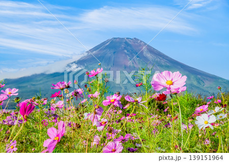 富士山とコスモス ~山中湖花の都公園~ 富士山とコスモス ~山中湖花の都公園~ 139151964