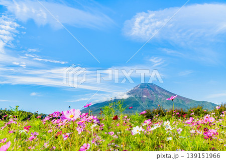富士山とコスモス ~山中湖花の都公園~ 富士山とコスモス ~山中湖花の都公園~ 139151966