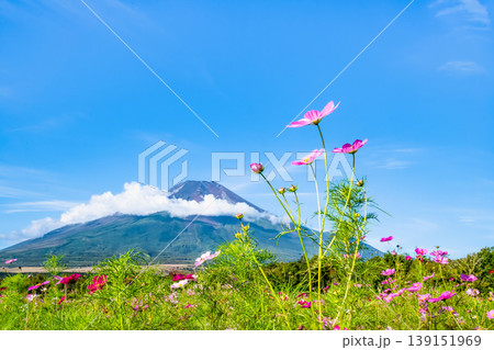 富士山とコスモス ~山中湖花の都公園~ 富士山とコスモス ~山中湖花の都公園~ 139151969