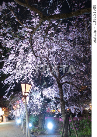 春のライトアップされた夜の桜 春のライトアップされた夜の桜 139151989