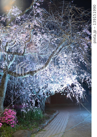 春のライトアップされた夜桜 139151990
