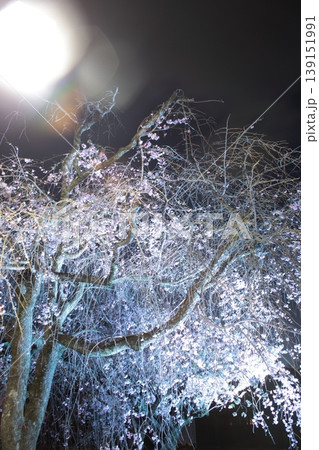夜桜を見上げる 夜桜を見上げる 139151991