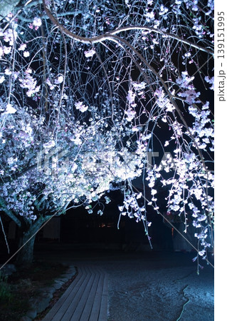 春のライトアップされた夜桜 139151995