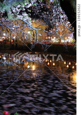 ライトアップされた桜に水面に反射する灯り 139152022