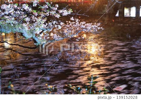 水面に映る夜桜池の水に流れる花びら 139152028