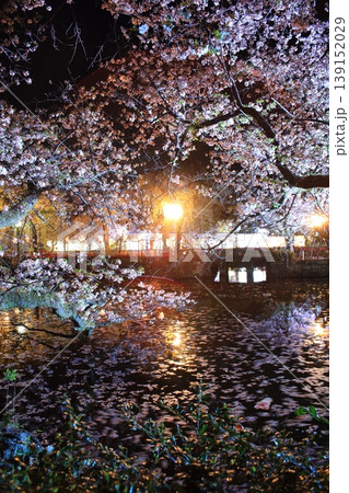 水面に映る夜桜池に落ちる花びら 139152029