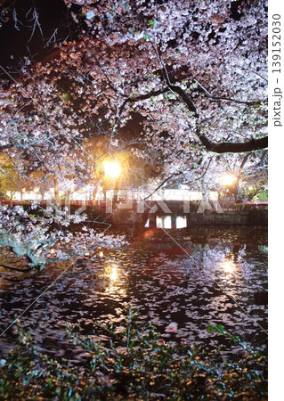 春のライトアップされた夜桜 139152030