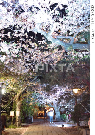 夜桜を楽しむ人々 139152032