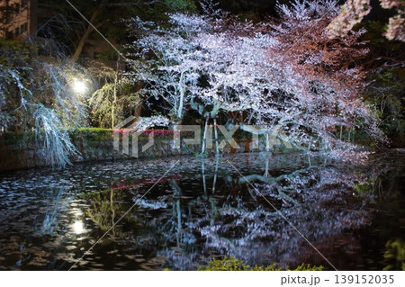 水面に映る桜 139152035