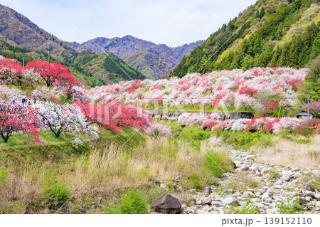 満開の花桃の里 139152110