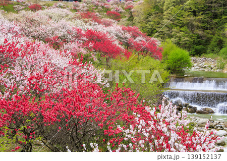 満開の花桃の里 139152137