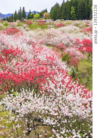 満開の花桃の里 満開の花桃の里 139152138