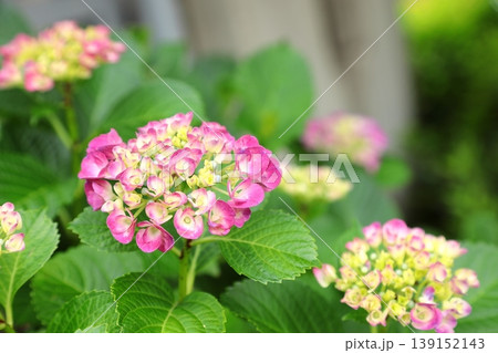 満開の紫陽花 139152143