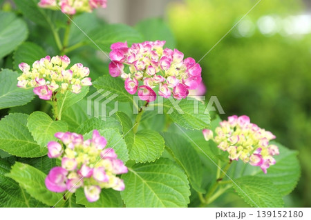 満開の紫陽花 139152180