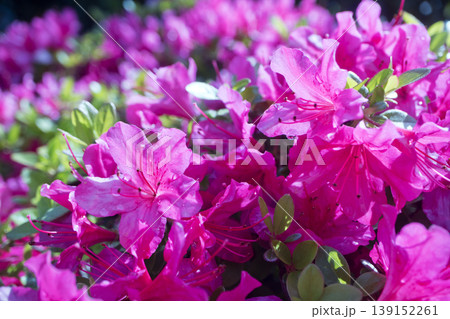 初夏に咲く赤いサツキの花 139152261