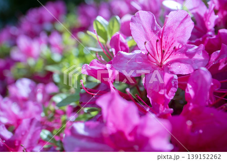 初夏に咲く赤いサツキの花 初夏に咲く赤いサツキの花 139152262