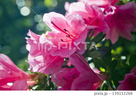 初夏に咲く赤いサツキの花 初夏に咲く赤いサツキの花 139152266