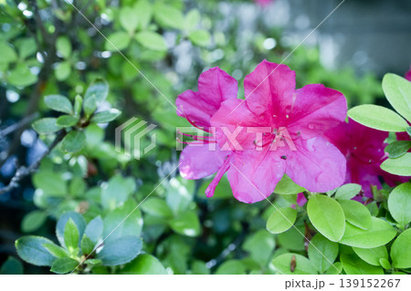 初夏に咲く赤いサツキの花 139152267