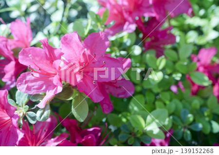 初夏に咲く赤いサツキの花 139152268
