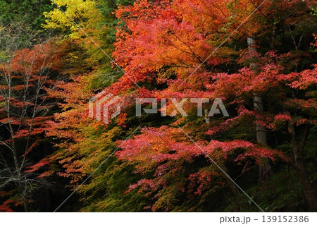 石龕寺の紅葉 139152386
