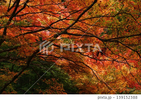 石龕寺の紅葉 石龕寺の紅葉 139152388