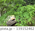 新緑 139152462