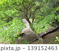 新緑 139152463