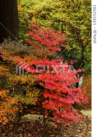 石龕寺の紅葉 139152481