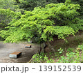 新緑 139152539
