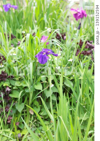 花菖蒲 ハナショウブ タテ位置 花菖蒲 ハナショウブ タテ位置 139152594