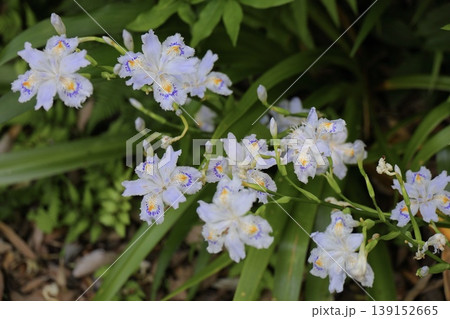 シャガの花 アヤメ シャガの花 アヤメ 139152665